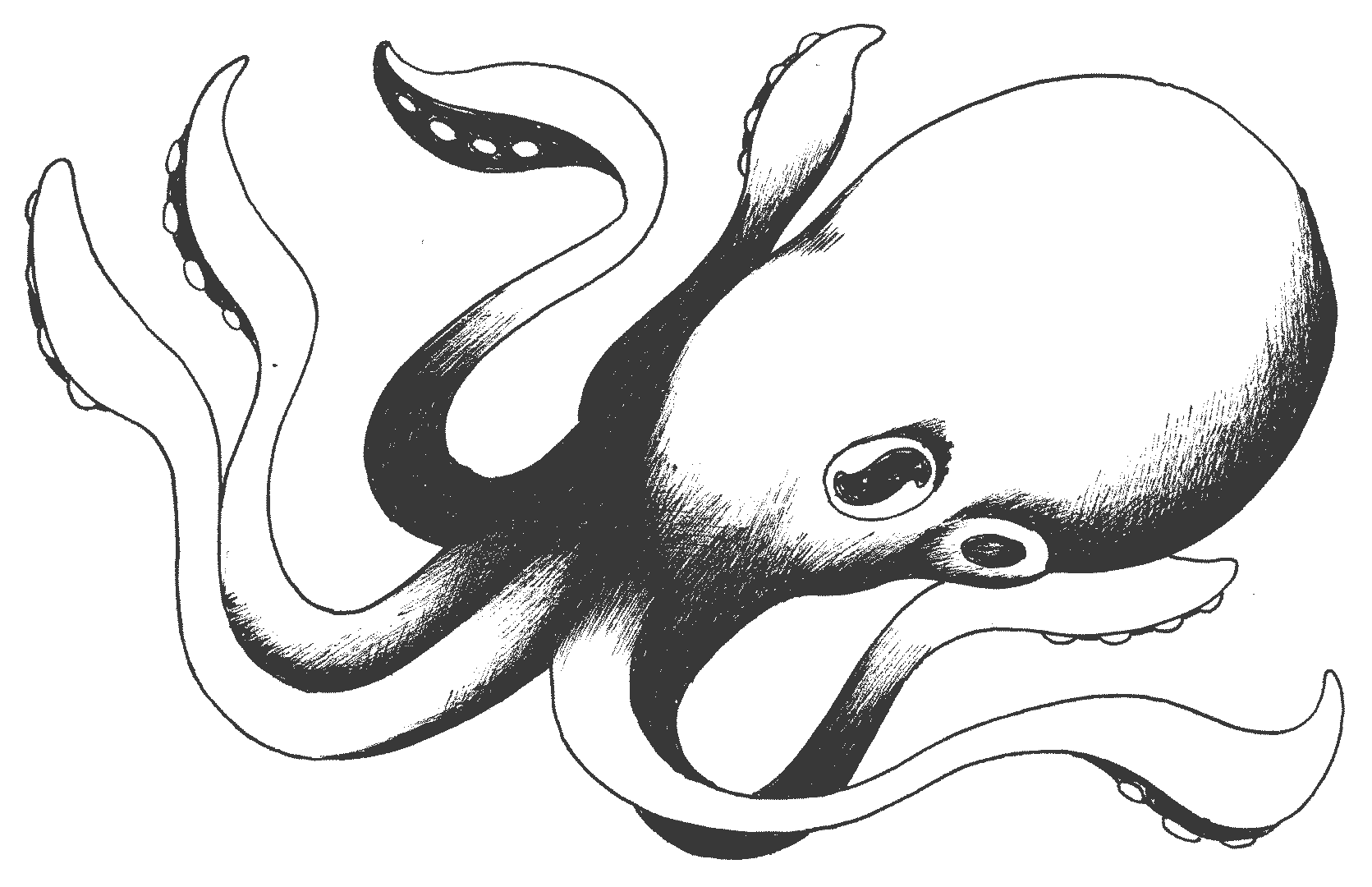 Wildeburg - Olf26_octopus_animatie